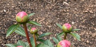 Got peonies? 9 critical things you must do this May to support heavy blooms before they flop over