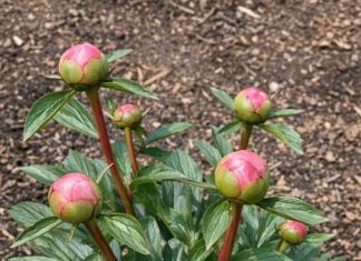 Got peonies? 9 critical things you must do this May to support heavy blooms before they flop over