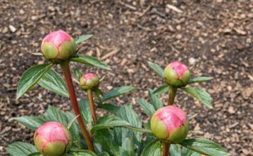 Got peonies? 9 critical things you must do this May to support heavy blooms before they flop over