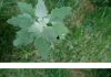 Most people have no clue. Here’s the hidden power of this plant