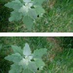 Most people have no clue. Here’s the hidden power of this plant