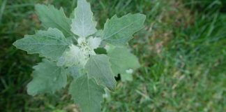 Most people have no clue. Here’s the hidden power of this plant