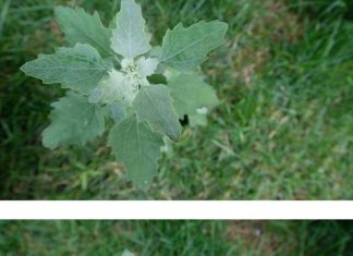 Most people have no clue. Here’s the hidden power of this plant