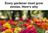 Every Gardener Should Grow Zinnias (Here’s Why These Flowers Are So Loved)