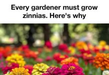 Every Gardener Should Grow Zinnias (Here’s Why These Flowers Are So Loved)