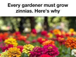 Every Gardener Should Grow Zinnias (Here’s Why These Flowers Are So Loved)