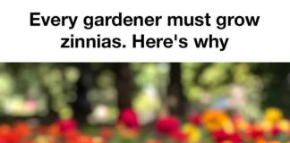 Every Gardener Should Grow Zinnias (Here’s Why These Flowers Are So Loved)
