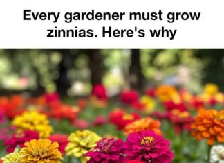 Every Gardener Should Grow Zinnias (Here’s Why These Flowers Are So Loved)