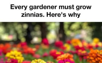 Every Gardener Should Grow Zinnias (Here’s Why These Flowers Are So Loved)