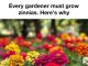 Every Gardener Should Grow Zinnias (Here’s Why These Flowers Are So Loved)