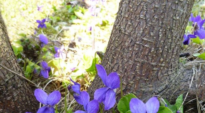 STOP PULLING THIS UP — IT’S NOT A WEED! HERE’S WHY