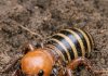 Dug up this massive, alien-looking bug while turning the soil. It has a huge bald head, thick legs, and a striped abdomen. It looks terrifying. What is it?