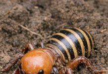 Dug up this massive, alien-looking bug while turning the soil. It has a huge bald head, thick legs, and a striped abdomen. It looks terrifying. What is it?