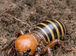 Dug up this massive, alien-looking bug while turning the soil. It has a huge bald head, thick legs, and a striped abdomen. It looks terrifying. What is it?