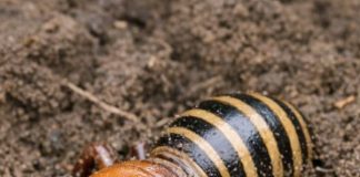 Dug up this massive, alien-looking bug while turning the soil. It has a huge bald head, thick legs, and a striped abdomen. It looks terrifying. What is it?