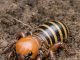 Dug up this massive, alien-looking bug while turning the soil. It has a huge bald head, thick legs, and a striped abdomen. It looks terrifying. What is it?