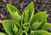 Got hostas? 10 critical things you must do this May to get massive leaves all summer