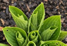 Got hostas? 10 critical things you must do this May to get massive leaves all summer