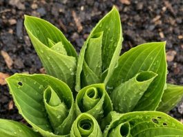 Got hostas? 10 critical things you must do this May to get massive leaves all summer