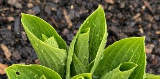 Got hostas? 10 critical things you must do this May to get massive leaves all summer