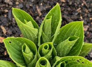 Got hostas? 10 critical things you must do this May to get massive leaves all summer