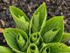 Got hostas? 10 critical things you must do this May to get massive leaves all summer