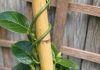 Got mandevilla? 8 urgent things you must do this May to get nonstop trumpet blooms all summer