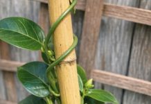 Got mandevilla? 8 urgent things you must do this May to get nonstop trumpet blooms all summer