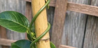 Got mandevilla? 8 urgent things you must do this May to get nonstop trumpet blooms all summer
