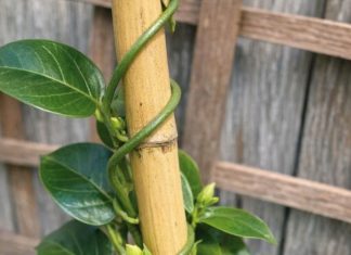 Got mandevilla? 8 urgent things you must do this May to get nonstop trumpet blooms all summer