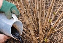 Pour this 1 nutrient-rich mixture into dormant hydrangea roots for this bloom-boosting effect