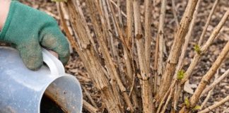 Pour this 1 nutrient-rich mixture into dormant hydrangea roots for this bloom-boosting effect