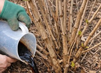 Pour this 1 nutrient-rich mixture into dormant hydrangea roots for this bloom-boosting effect