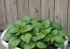15 easy root veggies to grow in cheap plastic laundry baskets that will completely transform your patio garden