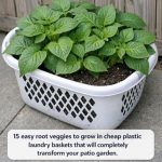 15 easy root veggies to grow in cheap plastic laundry baskets that will completely transform your patio garden