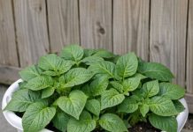 15 easy root veggies to grow in cheap plastic laundry baskets that will completely transform your patio garden