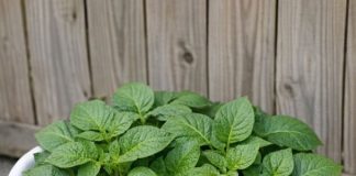 15 easy root veggies to grow in cheap plastic laundry baskets that will completely transform your patio garden