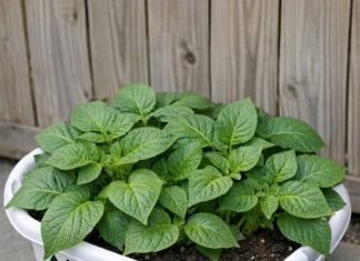 15 easy root veggies to grow in cheap plastic laundry baskets that will completely transform your patio garden
