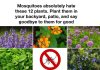 12 Plants That Help Keep Mosquitoes Away