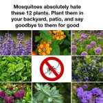12 Plants That Help Keep Mosquitoes Away