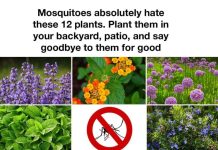12 Plants That Help Keep Mosquitoes Away