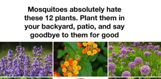 12 Plants That Help Keep Mosquitoes Away
