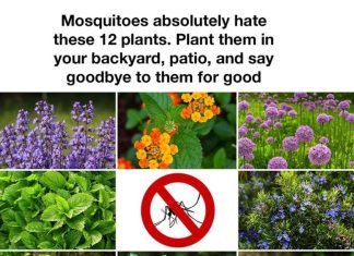 12 Plants That Help Keep Mosquitoes Away