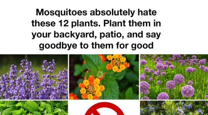12 Plants That Help Keep Mosquitoes Away