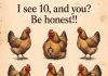 How many chickens can you spot in this pic?
