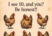 How many chickens can you spot in this pic?