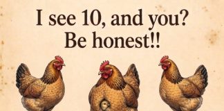 How many chickens can you spot in this pic?