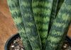 Got snake plant? 9 tasks you cant skip in May for maximum pup production