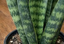 Got snake plant? 9 tasks you cant skip in May for maximum pup production