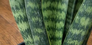 Got snake plant? 9 tasks you cant skip in May for maximum pup production
